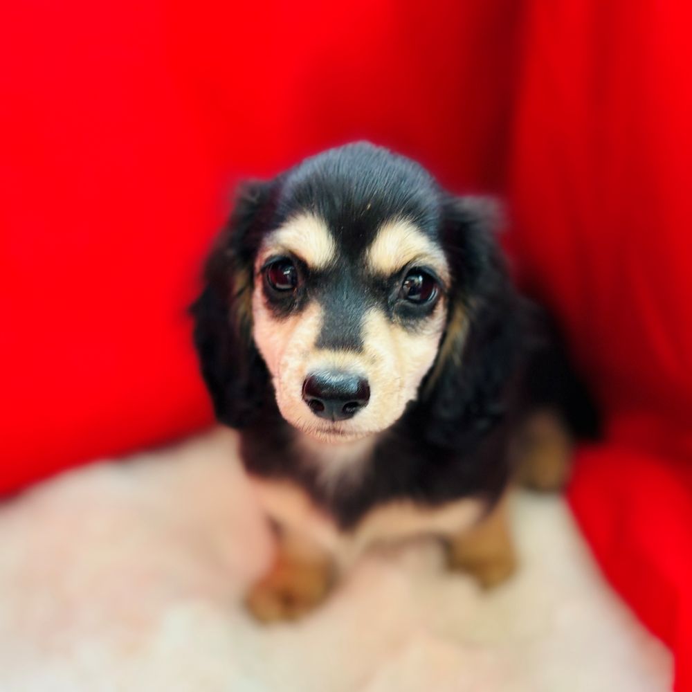 愛知県のミニチュアダックスフンド(ロング) (犬の家＆猫の里愛知刈谷店/2025年6月30日生まれ/女の子/ブラックイエロー)の子犬の1枚目の画像
