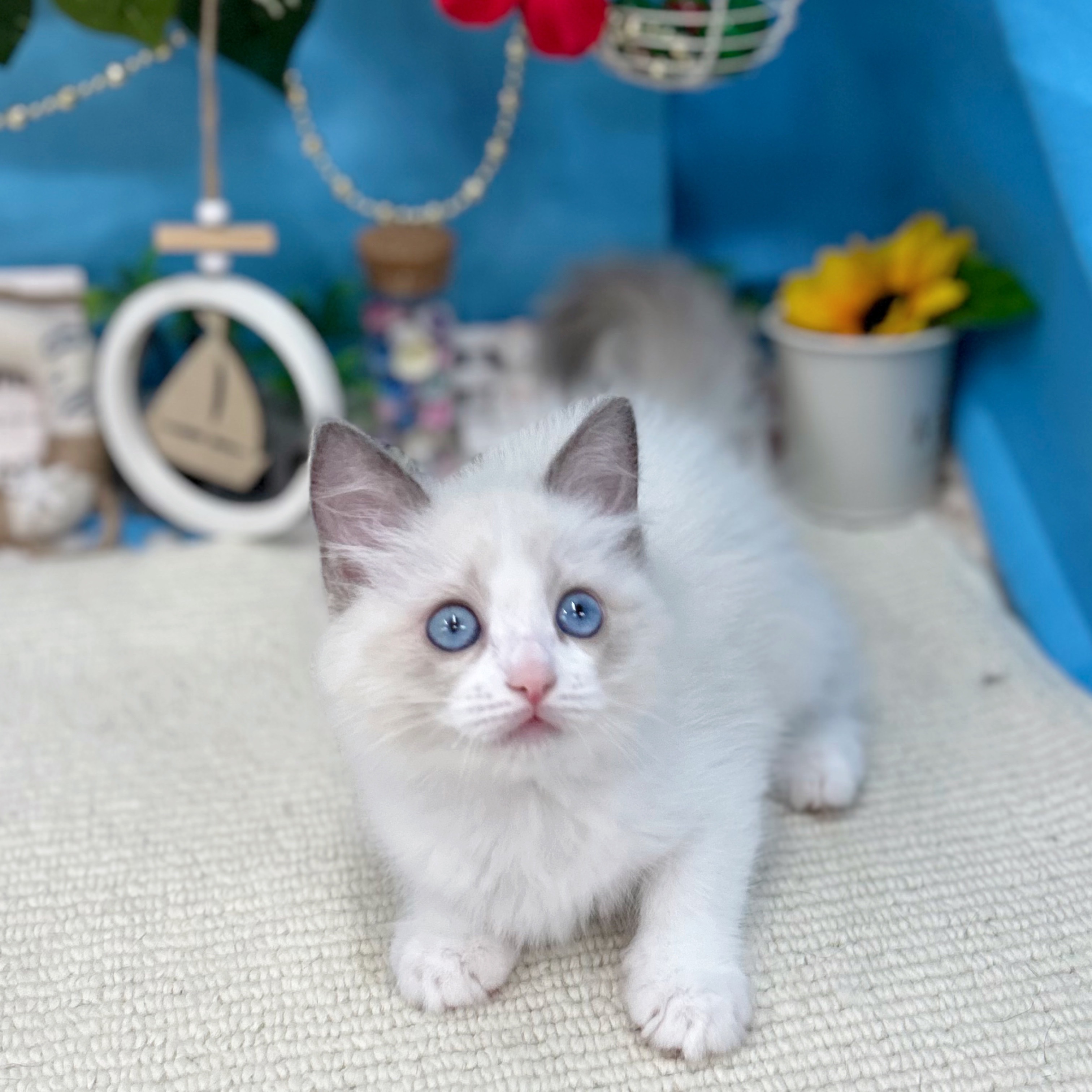 岐阜県のラグドール (犬の家＆猫の里岐南店/2025年7月2日生まれ/女の子/ブルーポイントバイカラー)の子猫の1枚目の画像
