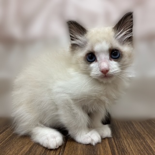 兵庫県のラグドール (犬の家＆猫の里カナート西神戸店/2025年7月3日生まれ/男の子/シールポイントバイカラー)の子猫の1枚目の画像