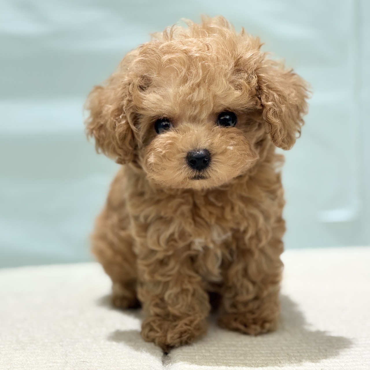 愛知県のティーカッププードル (犬の家＆猫の里春日井本店/2025年7月5日生まれ/男の子/アプリコット)の子犬の1枚目の画像