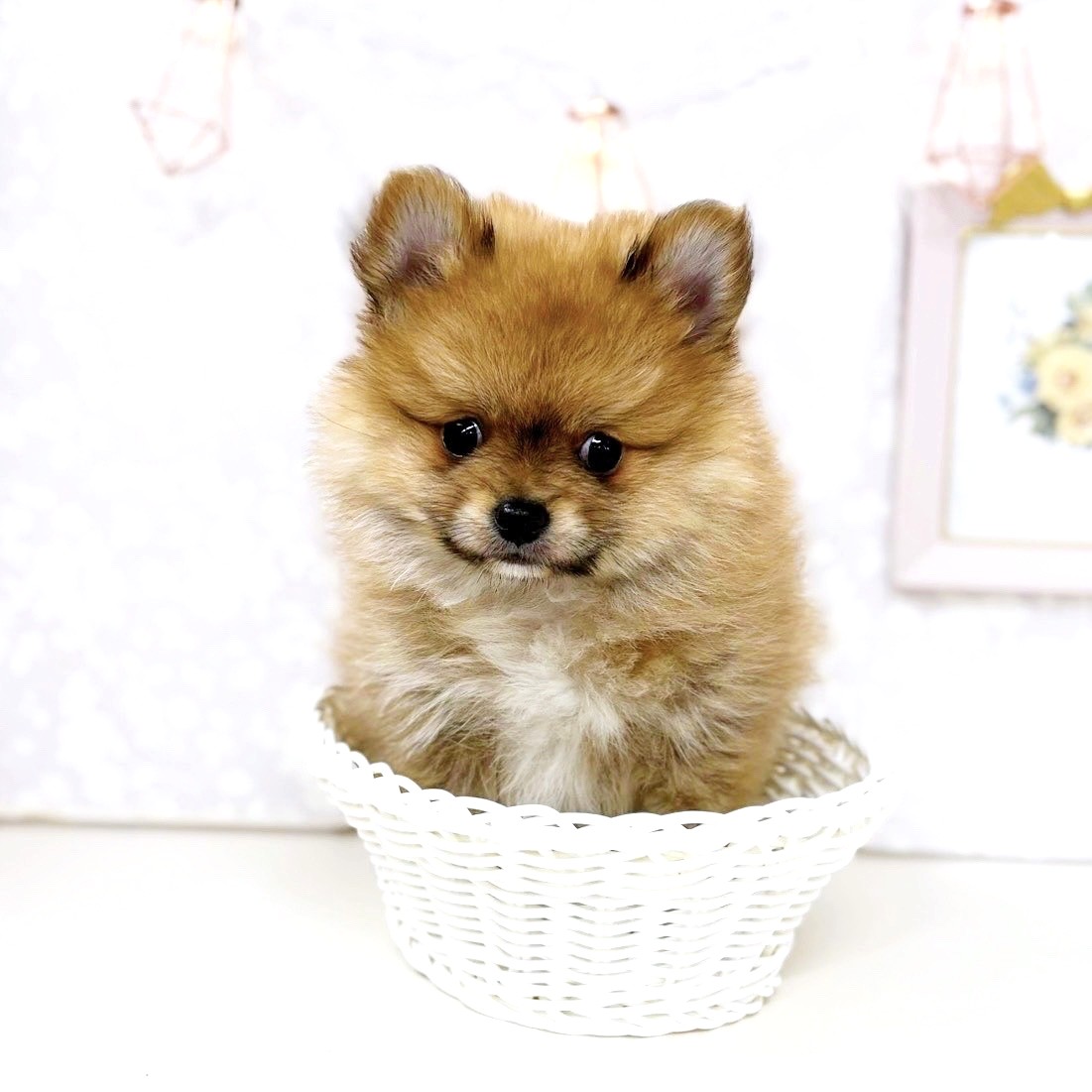 2025年7月4日生まれのポメチワ/チワポメ/ポメチー(ポメラニアン×チワワ)の7枚目の写真