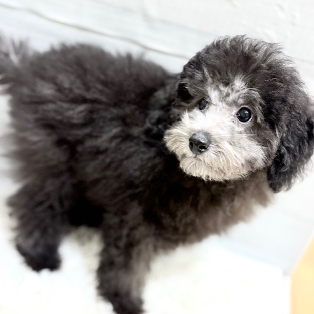 2025年7月8日生まれのトイプードル(トイ)の7枚目の写真