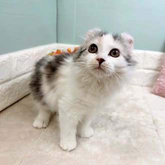 静岡県のアメリカンカール (犬の家＆猫の里マークイズ静岡店/2025年7月7日生まれ/女の子/キャリコ)の子猫の1枚目の画像