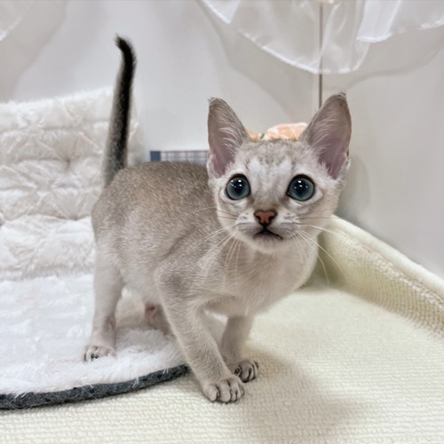 岐阜県のシンガプーラ (犬の家&猫の里カラフルタウン岐阜店/2025年7月8日生まれ/男の子/セピアアグーティ)の子猫