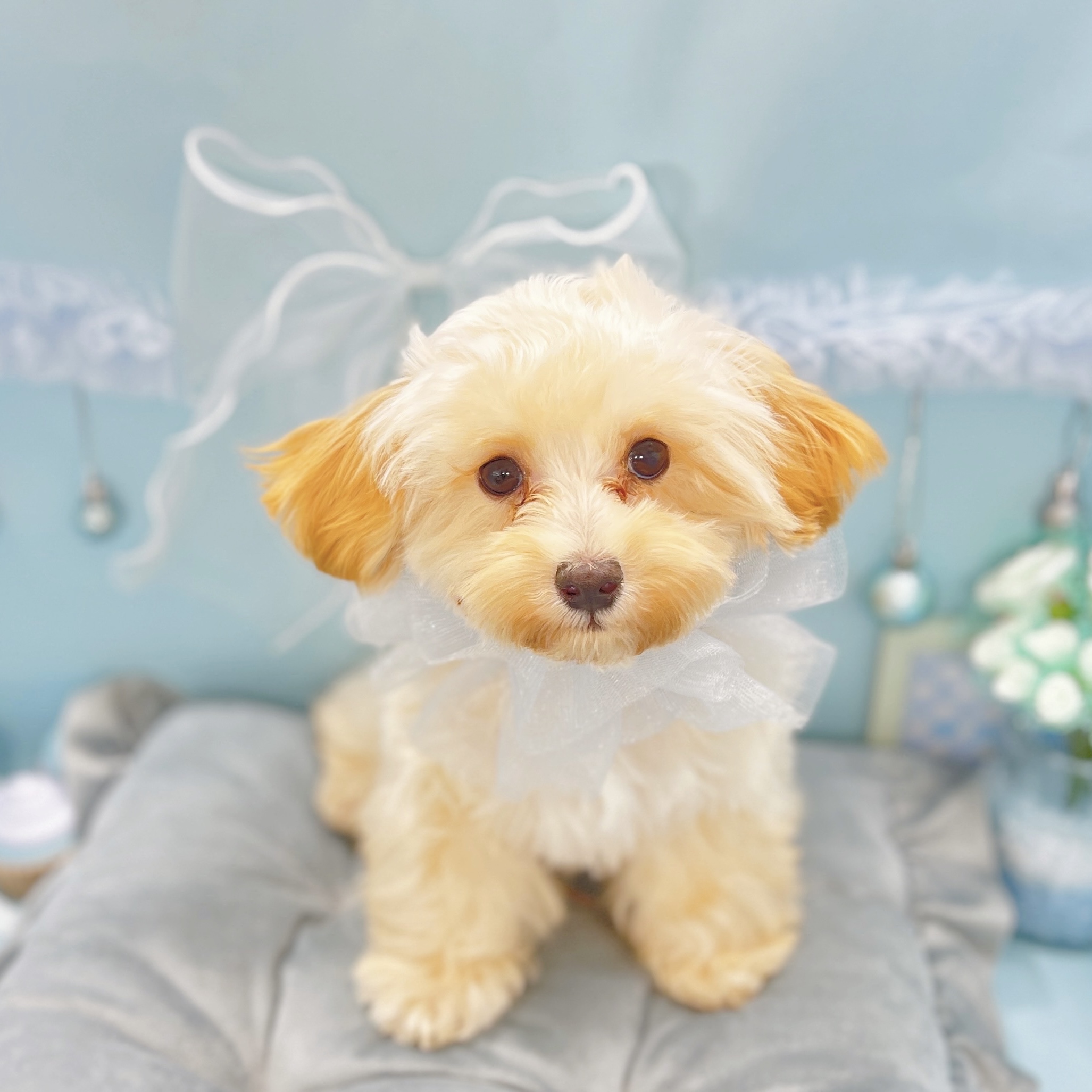 福井県のマルプー(マルチーズ×プードル) (犬の家＆猫の里アミーゴ福井大和田店/2025年7月7日生まれ/男の子/アプリコット)の子犬の1枚目の画像