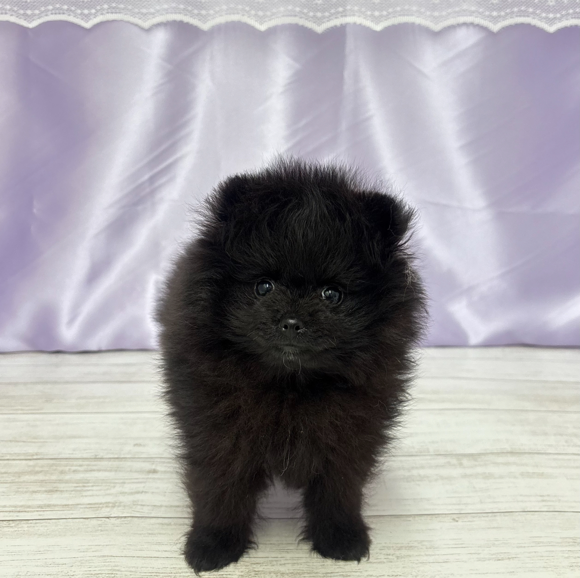 兵庫県のポメチワ/チワポメ/ポメチー(ポメラニアン×チワワ) (犬の家＆猫の里尼崎店/2025年7月13日生まれ/男の子/ブラック)の子犬の1枚目の画像