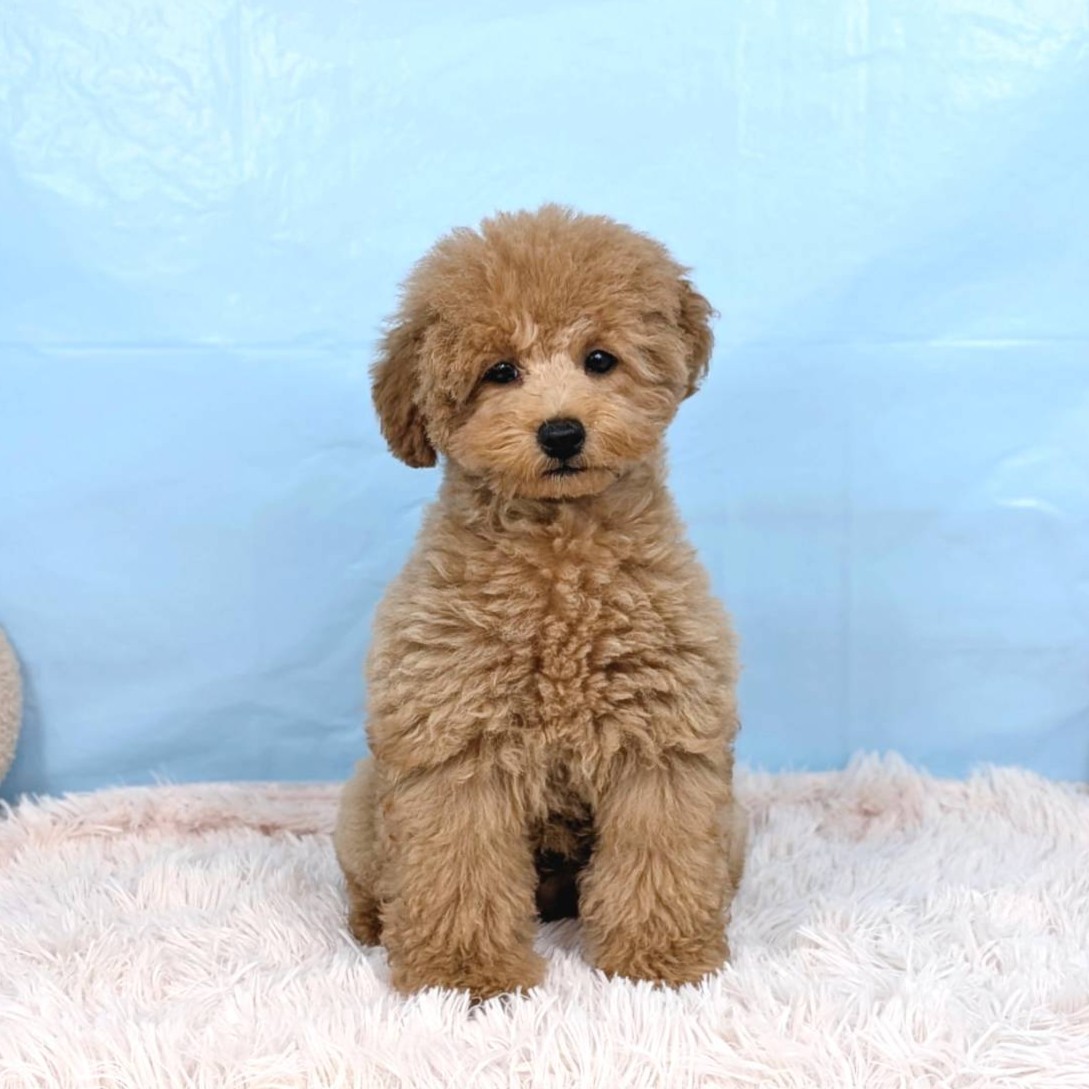 兵庫県のトイプードル(トイ) (犬の家＆猫の里川西店/2025年7月12日生まれ/男の子/レッド)の子犬の1枚目の画像