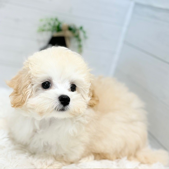 ハーフ犬の写真