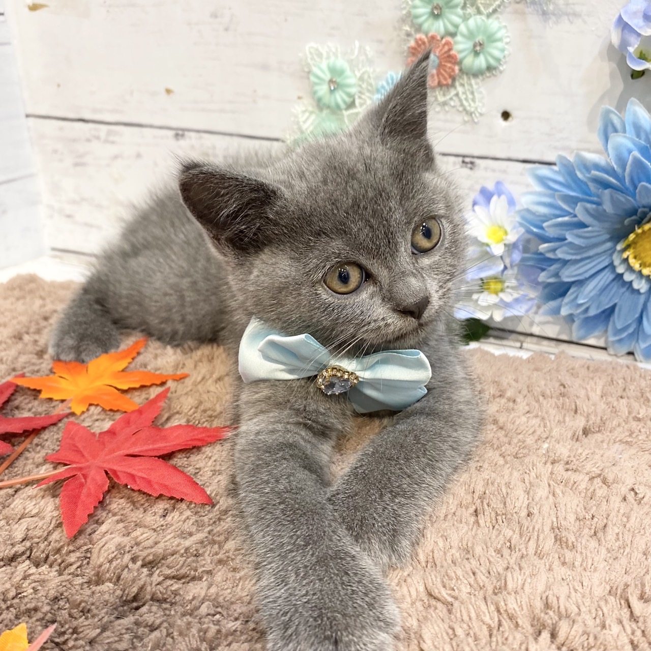 長野県のブリティッシュショートヘアー (犬の家＆猫の里カインズ梓川店/2025年7月14日生まれ/女の子/ブルー)の子猫