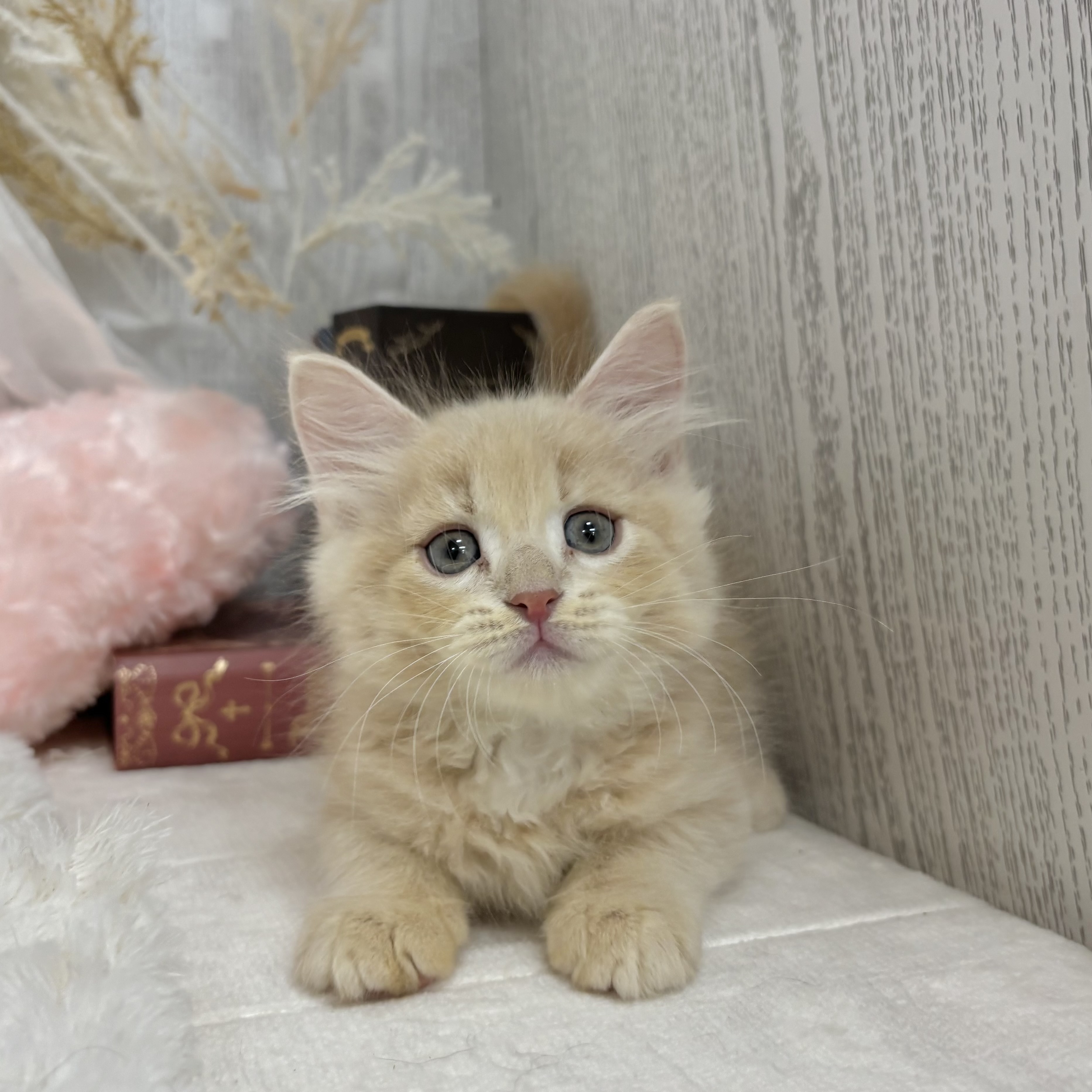 神奈川県のサイベリアン (犬の家＆猫の里相模原店/2025年7月14日生まれ/男の子/クリームタビー)の子猫の1枚目の画像