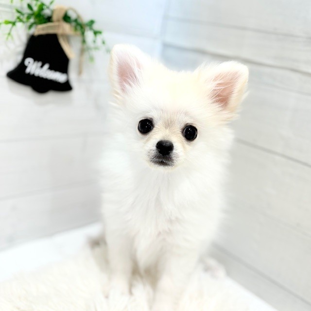 愛知県のポメチワ/チワポメ/ポメチー(ポメラニアン×チワワ) (犬の家＆猫の里豊田店/2025年7月15日生まれ/女の子/クリームホワイト)の子犬の1枚目の画像