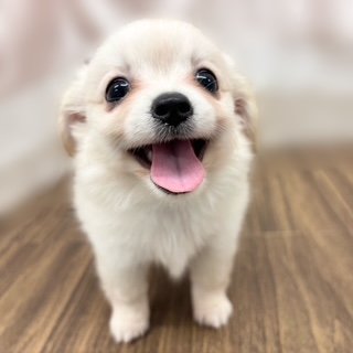 兵庫県のチワックス(チワワ×ダックス) (犬の家＆猫の里カナート西神戸店/2025年7月17日生まれ/女の子/クリーム)の子犬の1枚目の画像