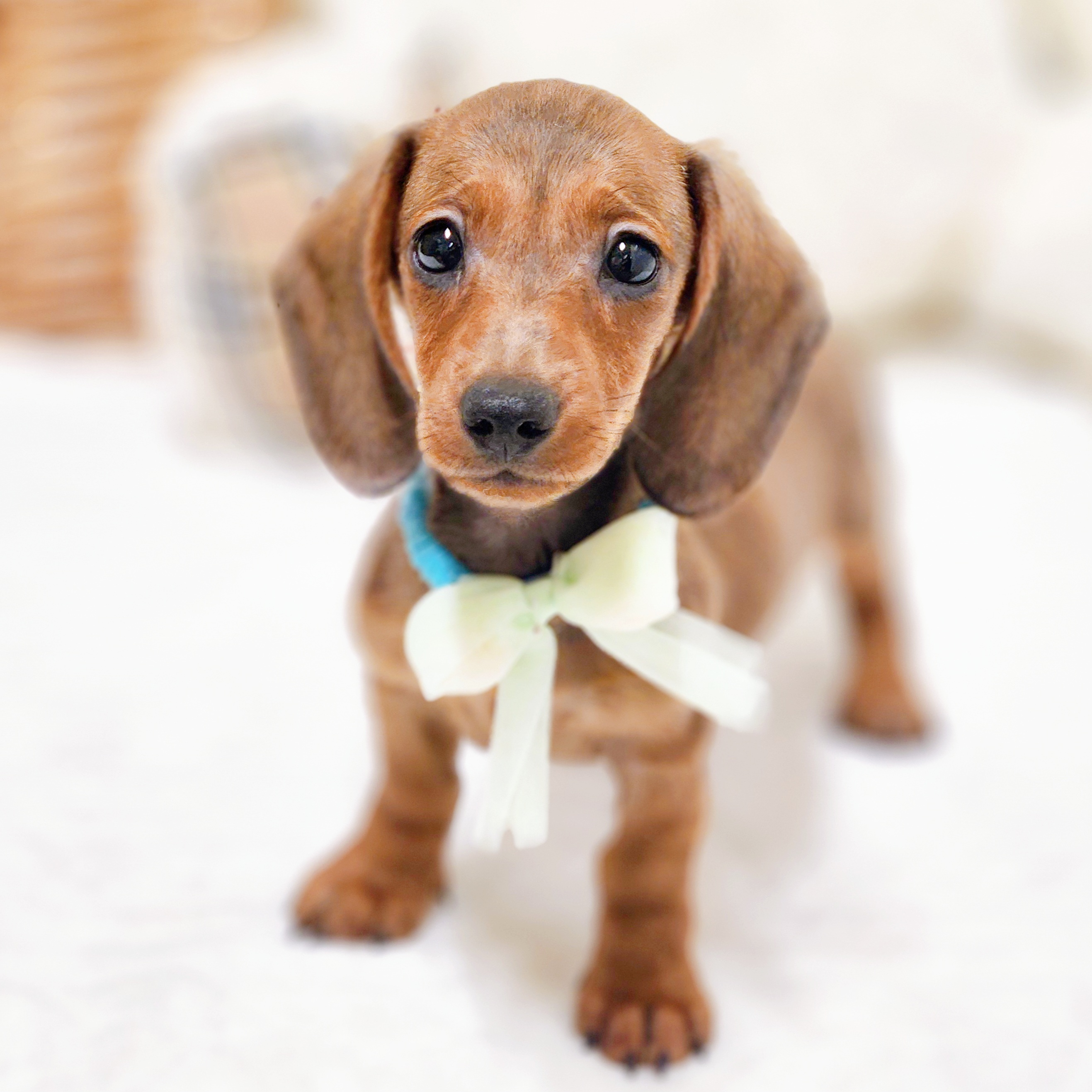 2025年7月17日生まれのミニチュアダックスフンド(スムース)の7枚目の写真