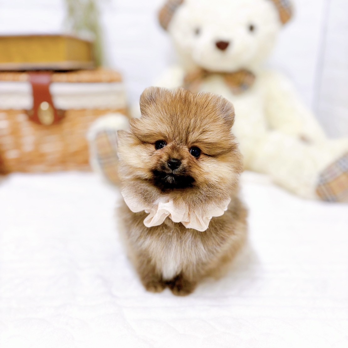 オーダー用パネル♥️ポメラニアンと女の子0815♥️レインボーポメラニアン オーダー用パネル♥️ポメラニアンと女の子0815♥️レインボー