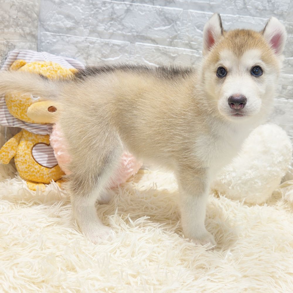 2025年7月19日生まれのシベリアンハスキーの7枚目の写真