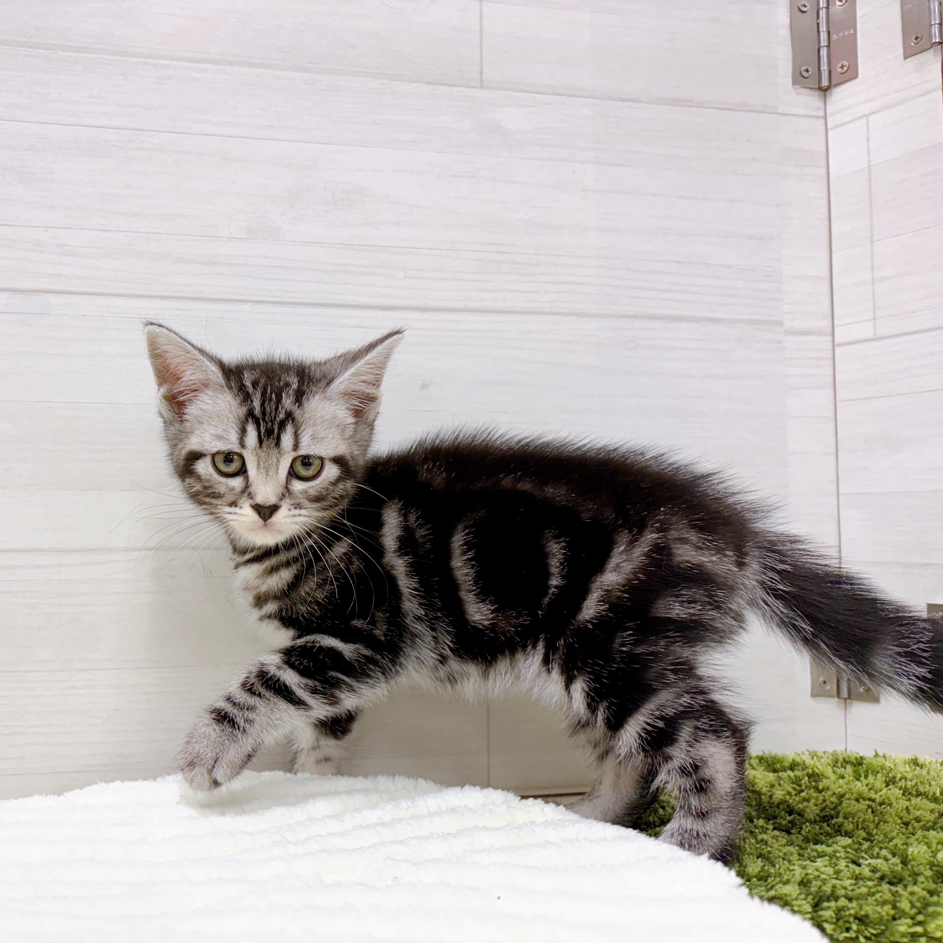 ももにゃん様❤アメリカンショートヘア 印鑑スタンド♡シルエット型 ももにゃん様❤アメリカンショートヘア 印鑑スタンド♡シルエット型 も