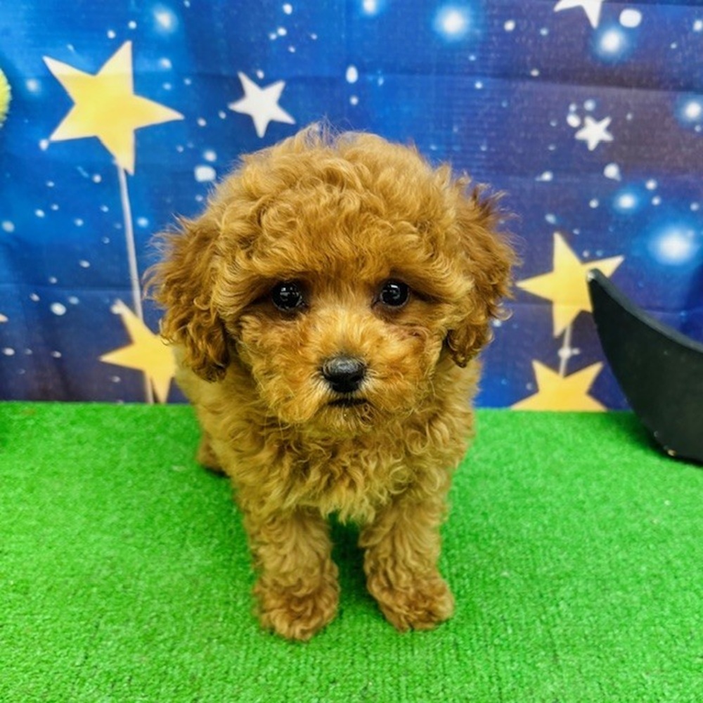愛知県のトイプードル(トイ) (犬の家＆猫の里名古屋天白店/2025年7月7日生まれ/女の子/レッド)の子犬の1枚目の画像