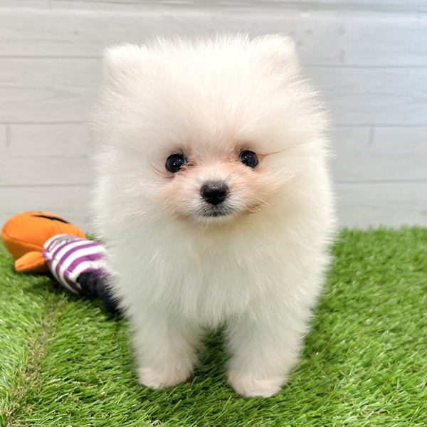 愛知県のポメラニアン (犬の家＆猫の里豊田店/2025年7月20日生まれ/男の子/ホワイト)の子犬の1枚目の画像