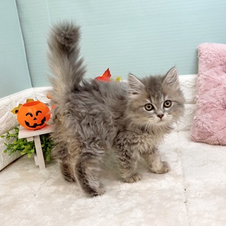 静岡県のマンチカン (犬の家＆猫の里マークイズ静岡店/2025年7月21日生まれ/女の子/ブルータビー)の子猫の1枚目の画像
