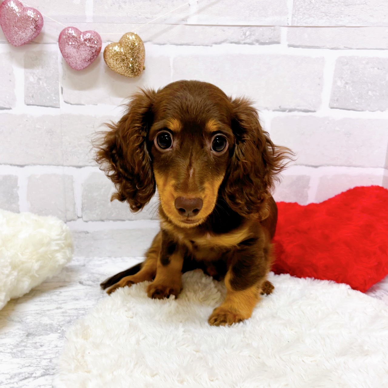 京都府のミニチュアダックスフンド(ロング) (犬の家＆猫の里京都精華店/2025年7月9日生まれ/男の子/ブラウンタン)の子犬の1枚目の画像