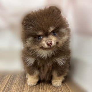 兵庫県のポメラニアン (犬の家＆猫の里カナート西神戸店/2025年7月25日生まれ/女の子/チョコレートタン)の子犬