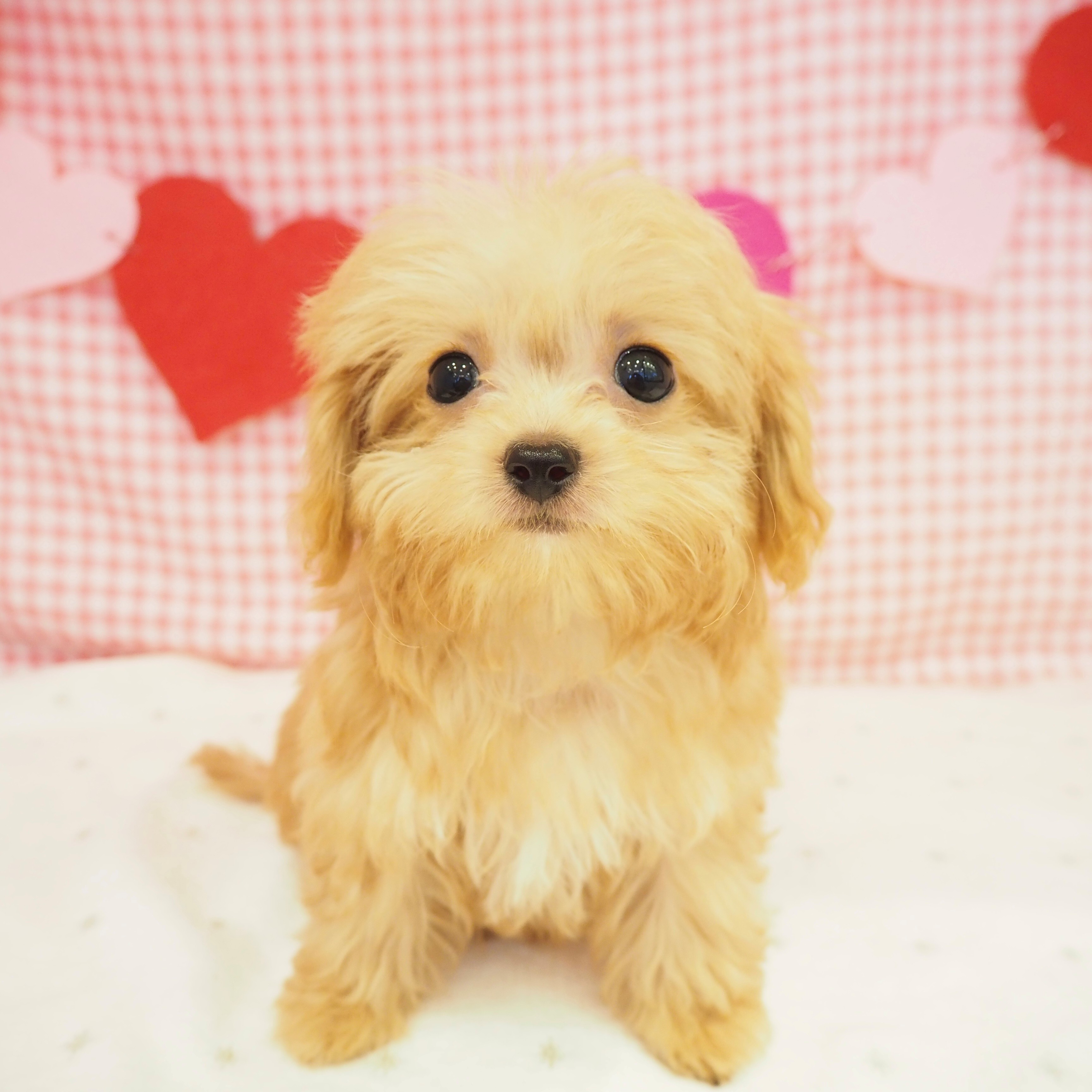 大阪府のチワプー/プーチー(チワワ×プードル) (犬の家＆猫の里もりのみやキューズモールBASE店/2025年7月20日生まれ/女の子/アプリコット)の子犬の1枚目の画像