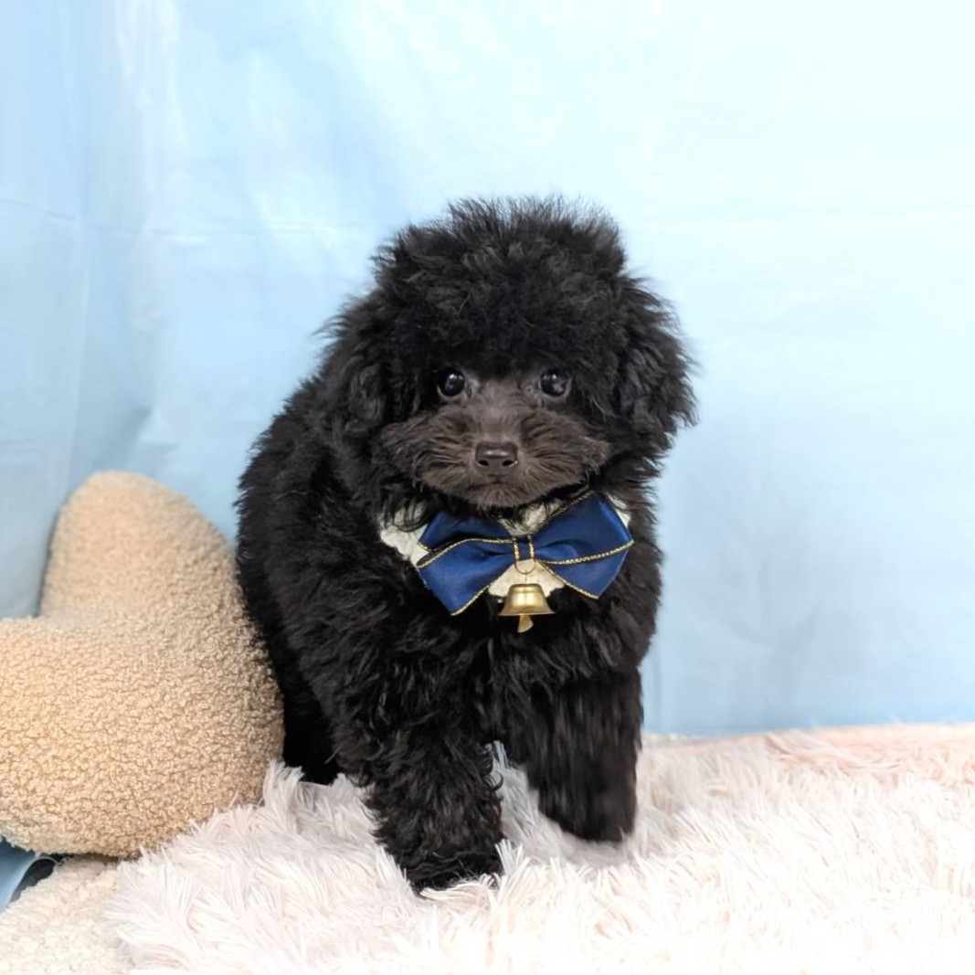 兵庫県のトイプードル(トイ) (犬の家＆猫の里川西店/2025年7月26日生まれ/男の子/ブラック)の子犬の1枚目の画像