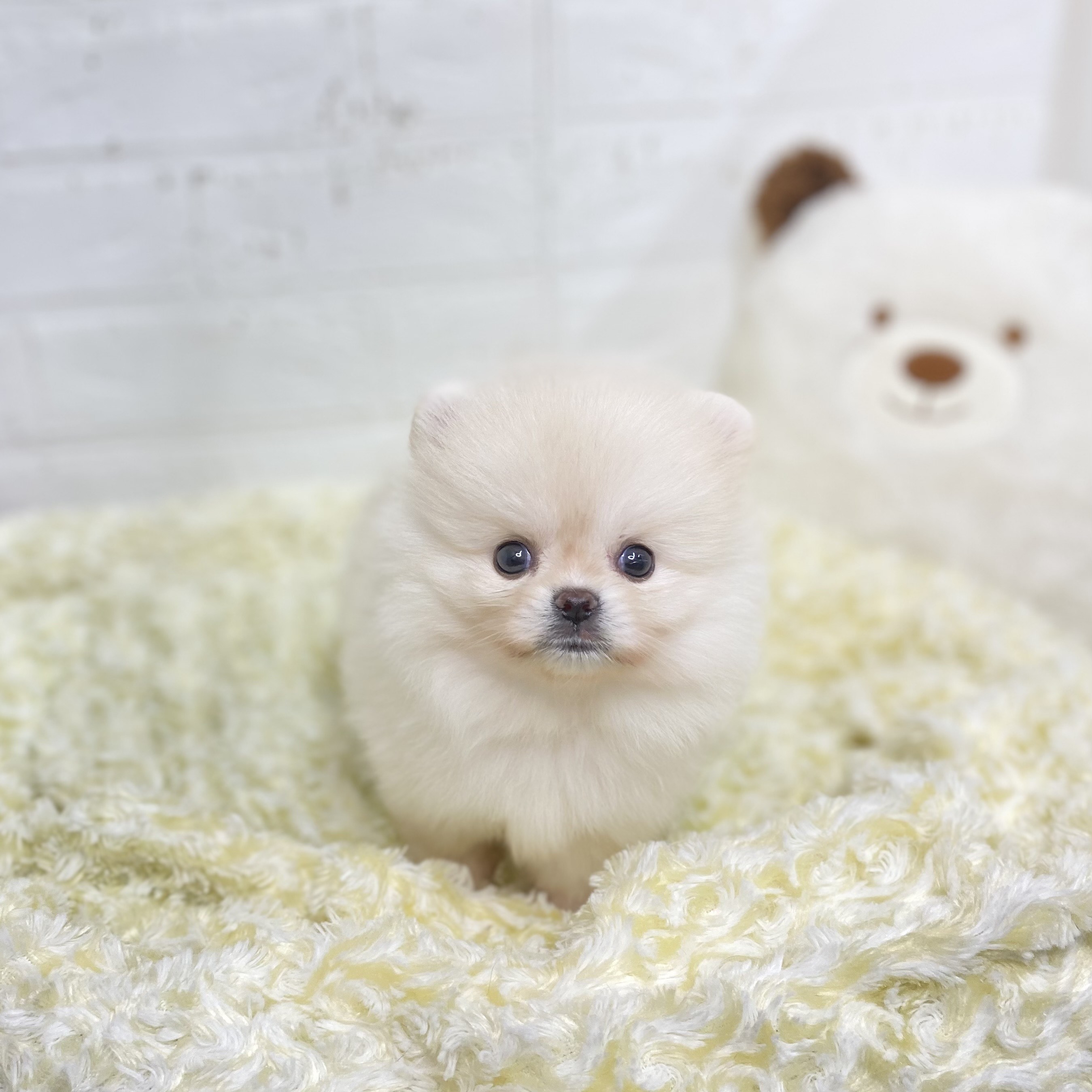 長野県のポメラニアン (犬の家＆猫の里長野店/2025年7月27日生まれ/女の子/クリーム)の子犬の1枚目の画像