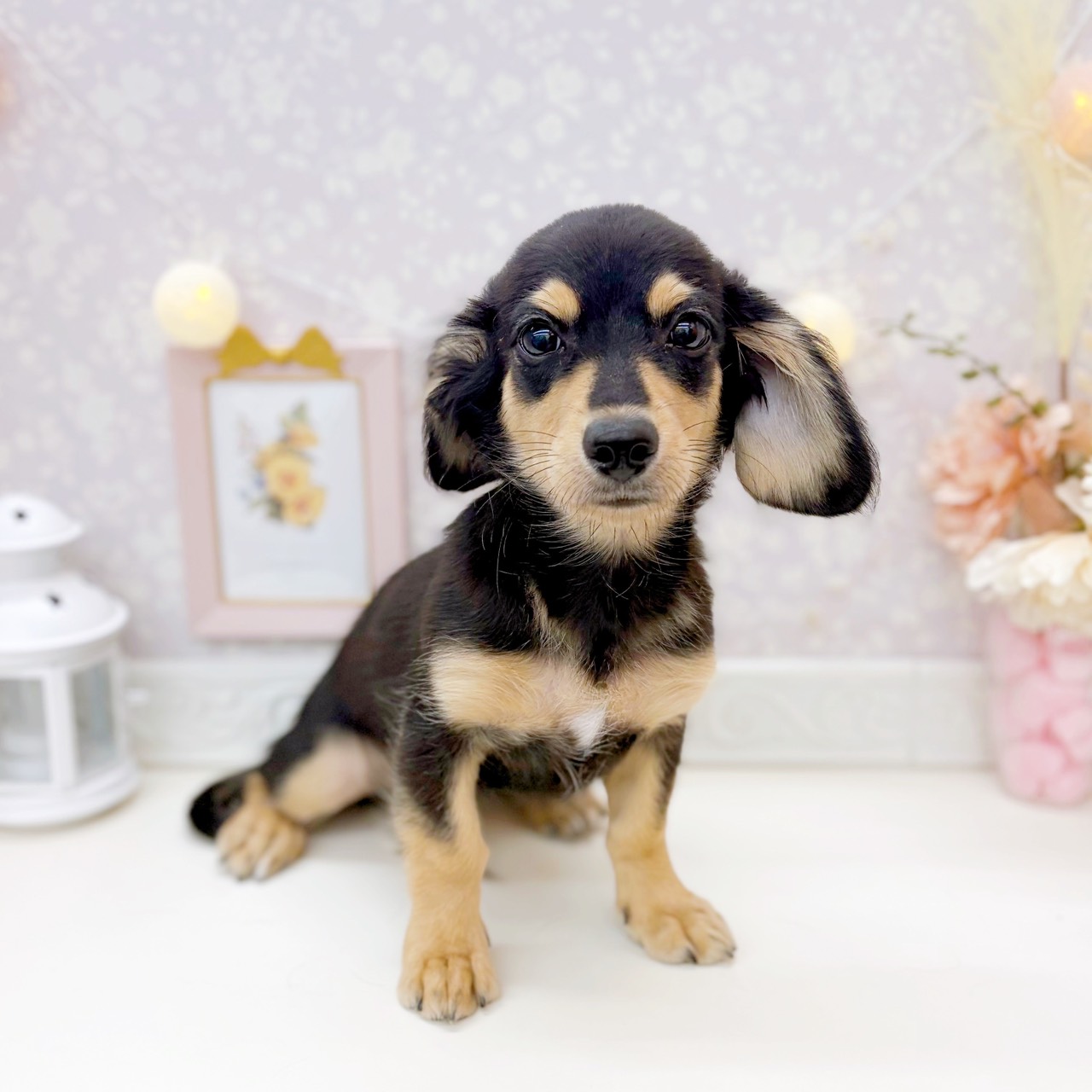 富山県のチワックス(チワワ×ダックス) (犬の家＆猫の里富山店/2025年7月29日生まれ/男の子/ブラックタン)の子犬の1枚目の画像