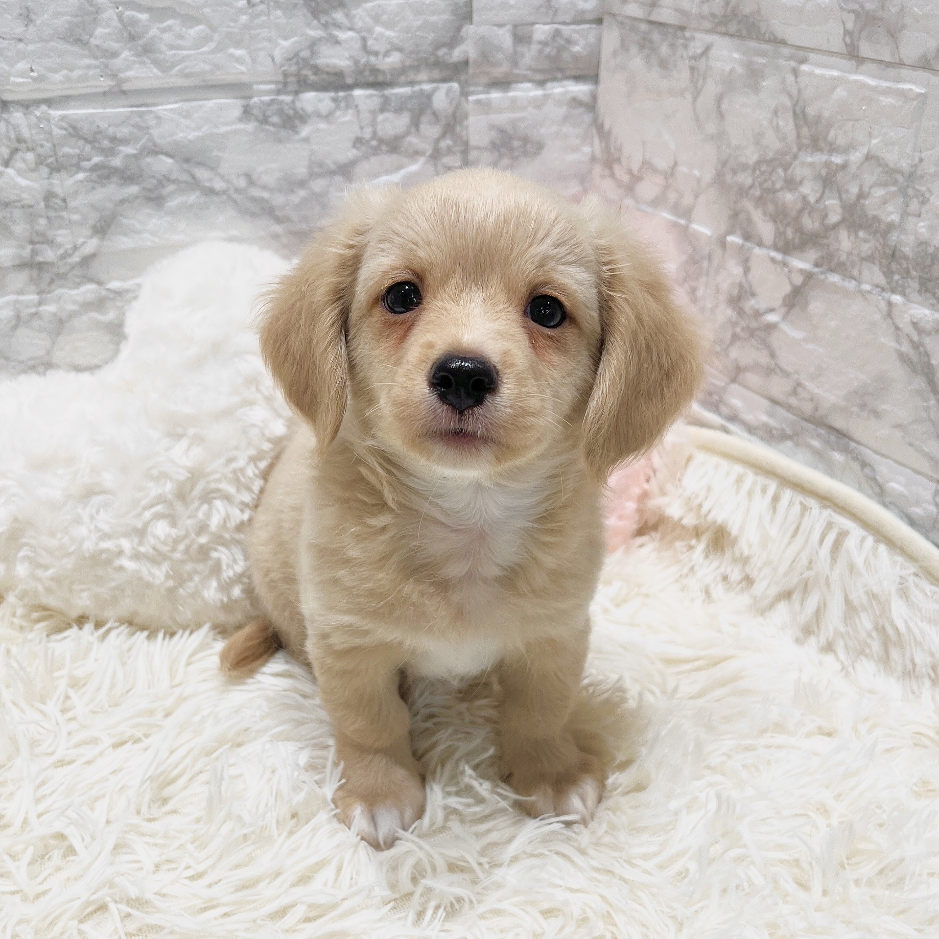 愛知県のチワックス(チワワ×ダックス) (犬の家＆猫の里MiO香久山店/2025年7月28日生まれ/男の子/クリーム)の子犬の1枚目の画像
