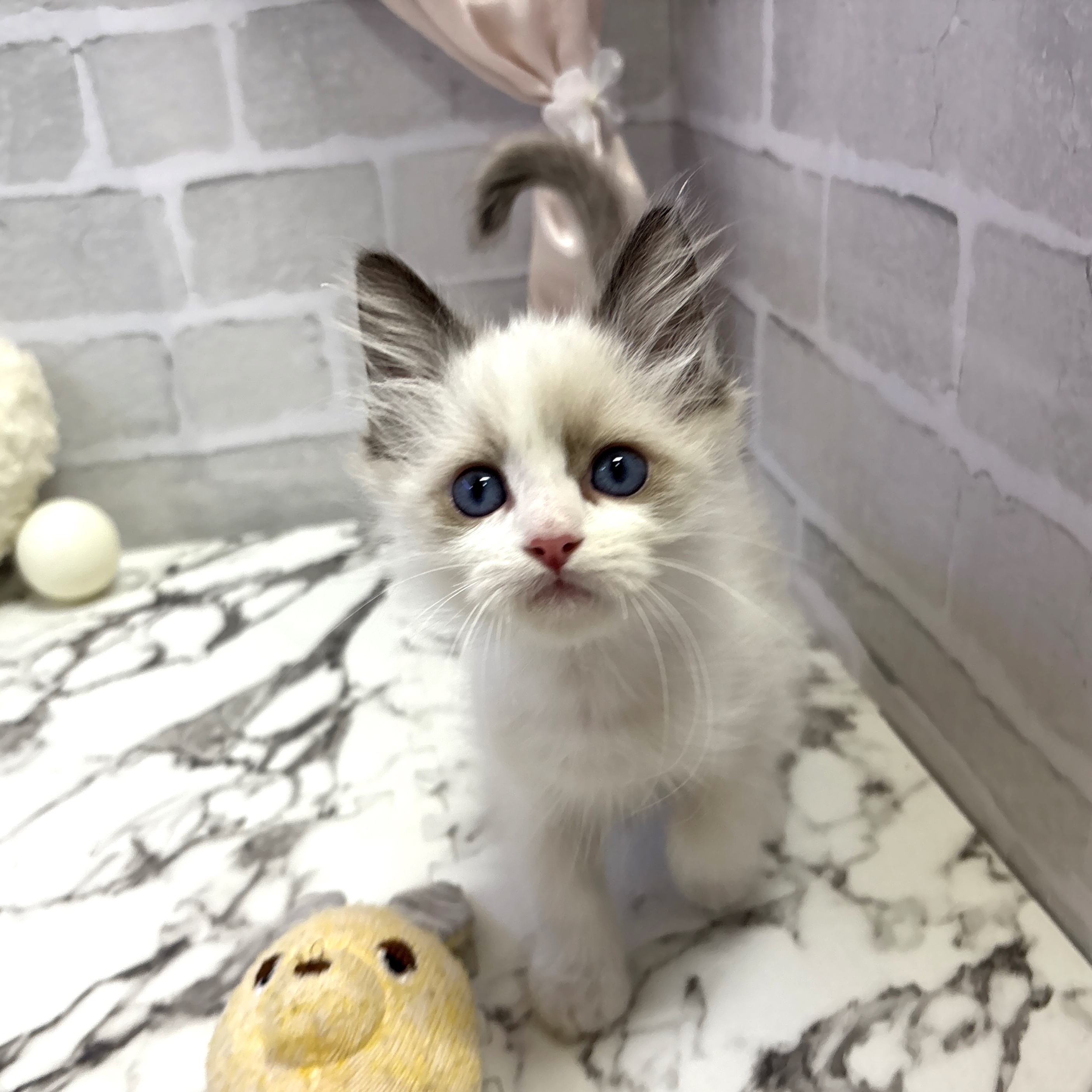 愛知県のラグドール (犬の家＆猫の里岡崎店/2025年7月22日生まれ/男の子/シールポイントバイカラー)の子猫の1枚目の画像