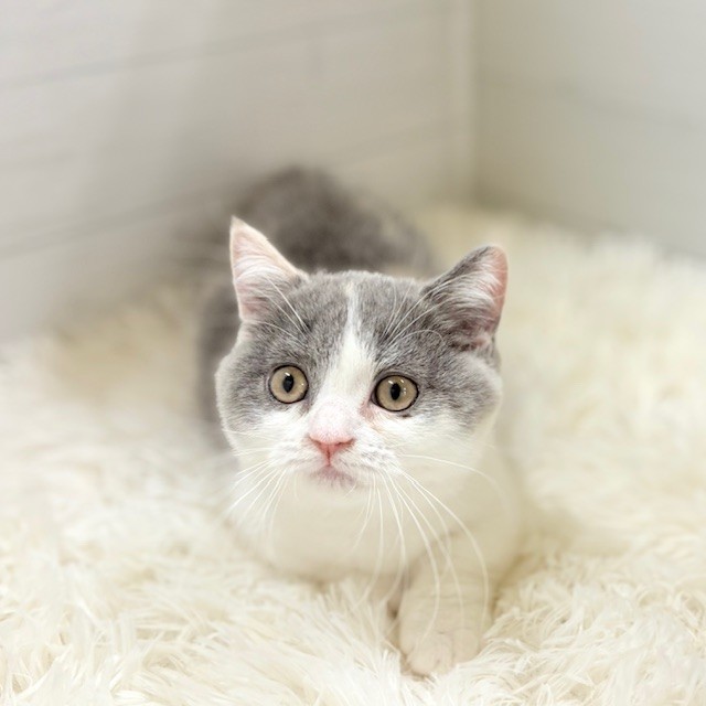 愛知県のマンチカン (犬の家＆猫の里豊田店/2025年7月30日生まれ/女の子/ブルーパッチドタビーホワイト)の子猫の1枚目の画像
