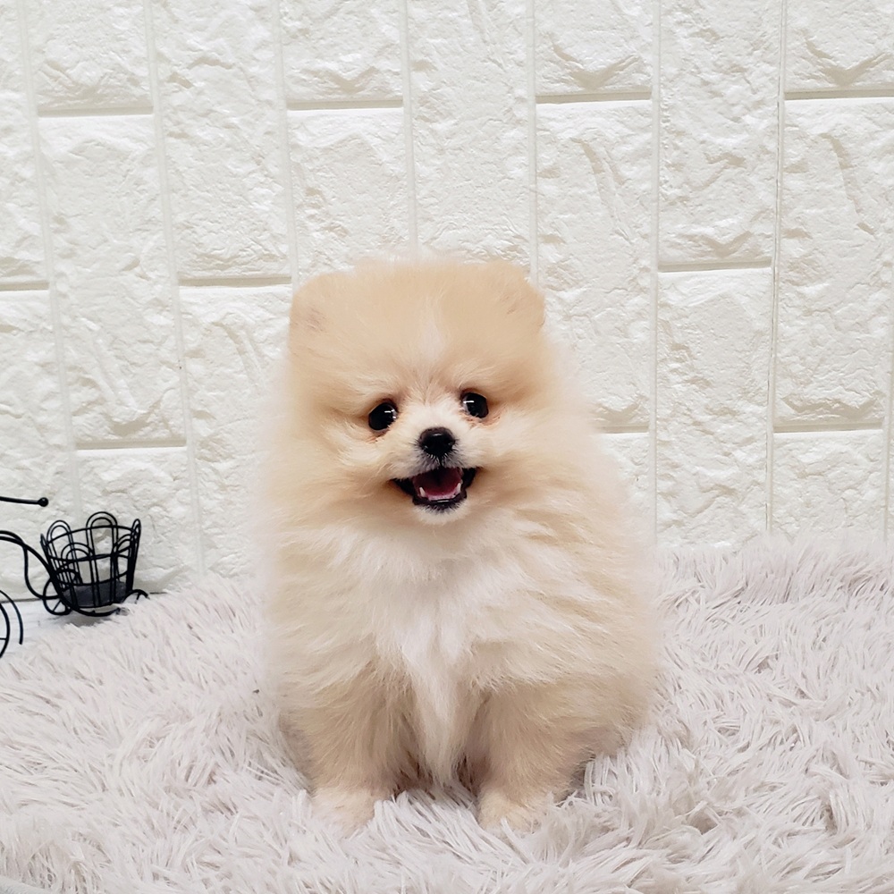 岡山県のポメラニアン (犬の家＆猫の里岡山店/2025年8月1日生まれ/女の子/クリーム)の子犬の1枚目の画像