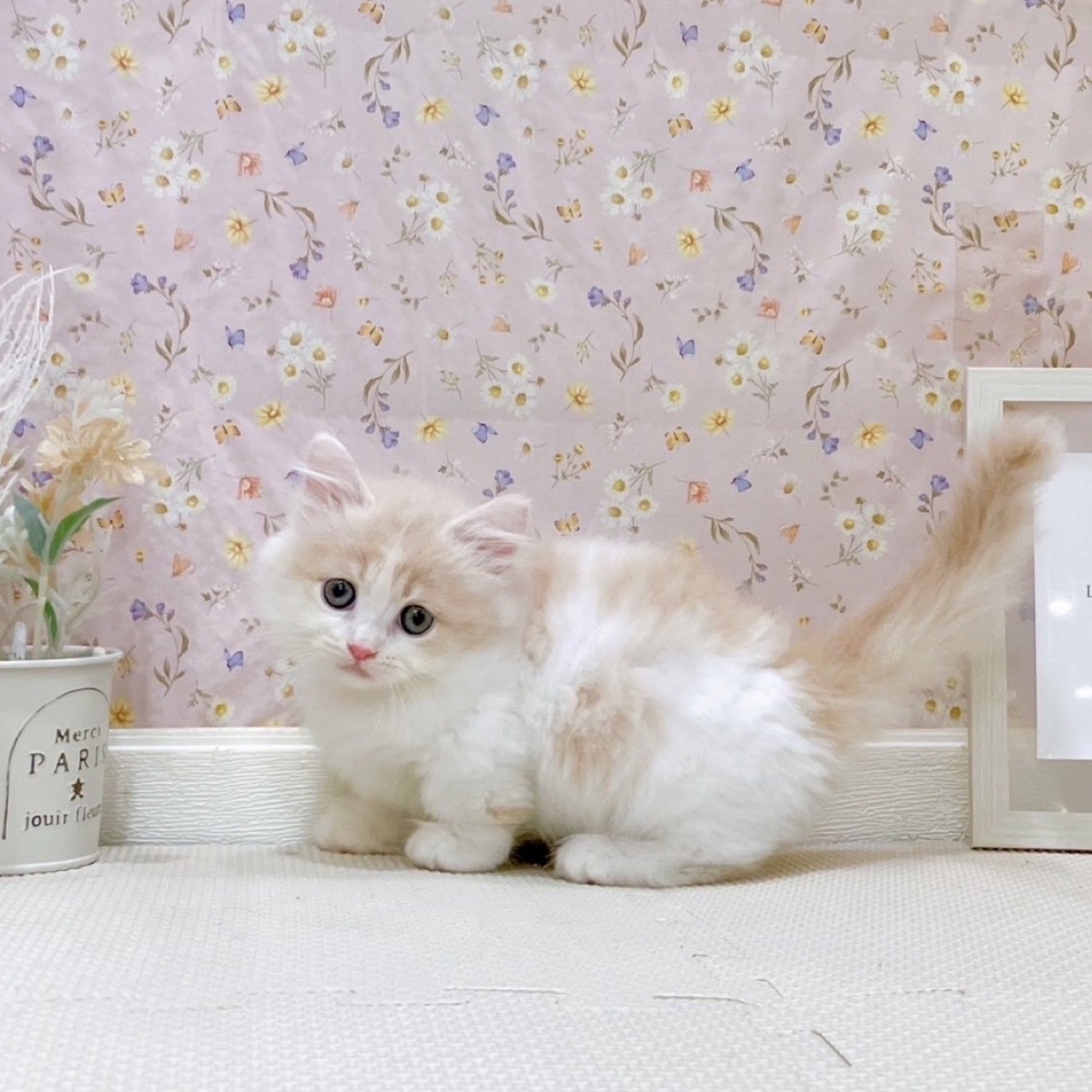 石川県のミヌエット (犬の家＆猫の里金沢店/2025年7月27日生まれ/女の子/クリームタビーホワイト)の子猫の1枚目の画像