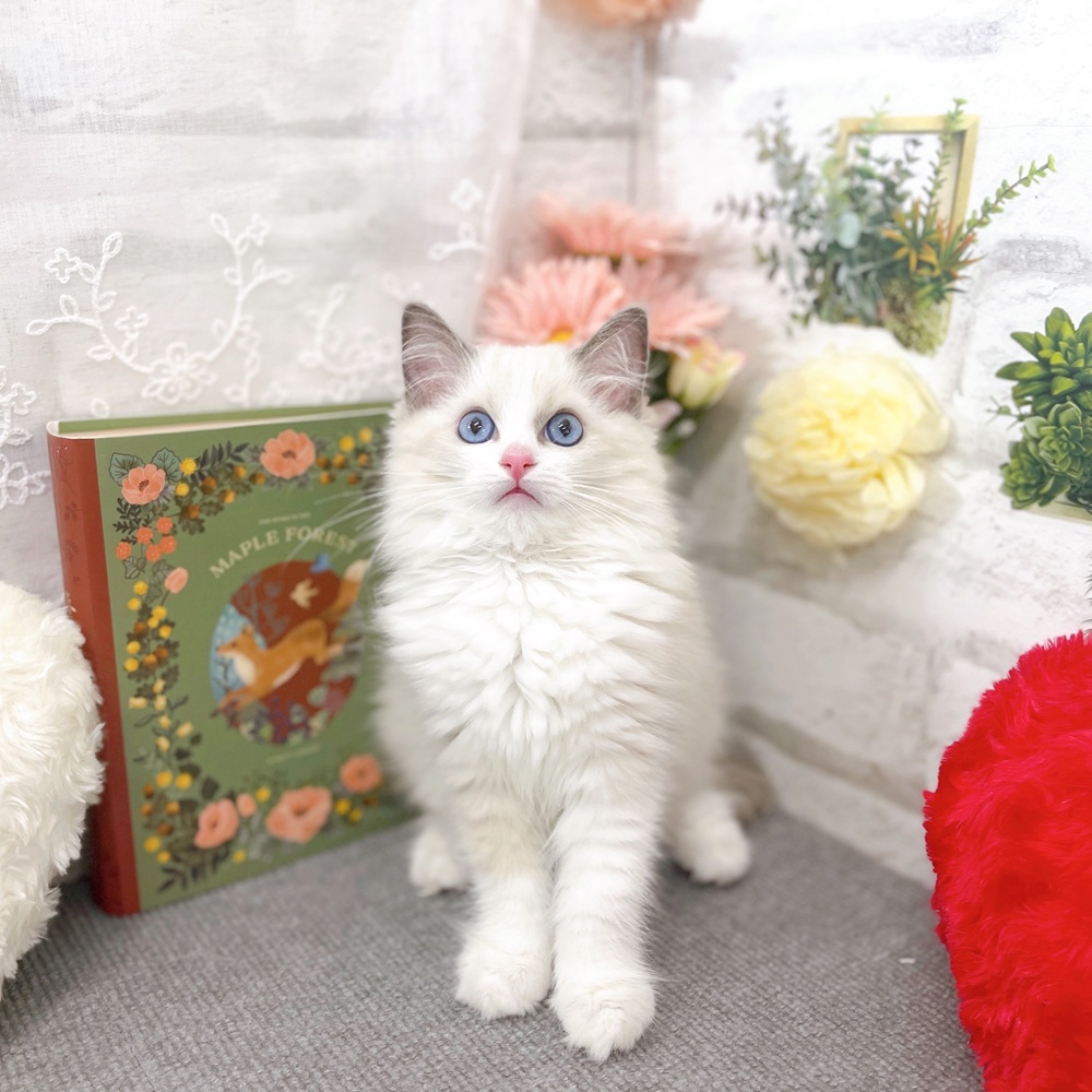 京都府のラグドール (犬の家＆猫の里京都樟葉店/2025年8月2日生まれ/女の子/ブルーポイントバイカラー)の子猫の1枚目の画像