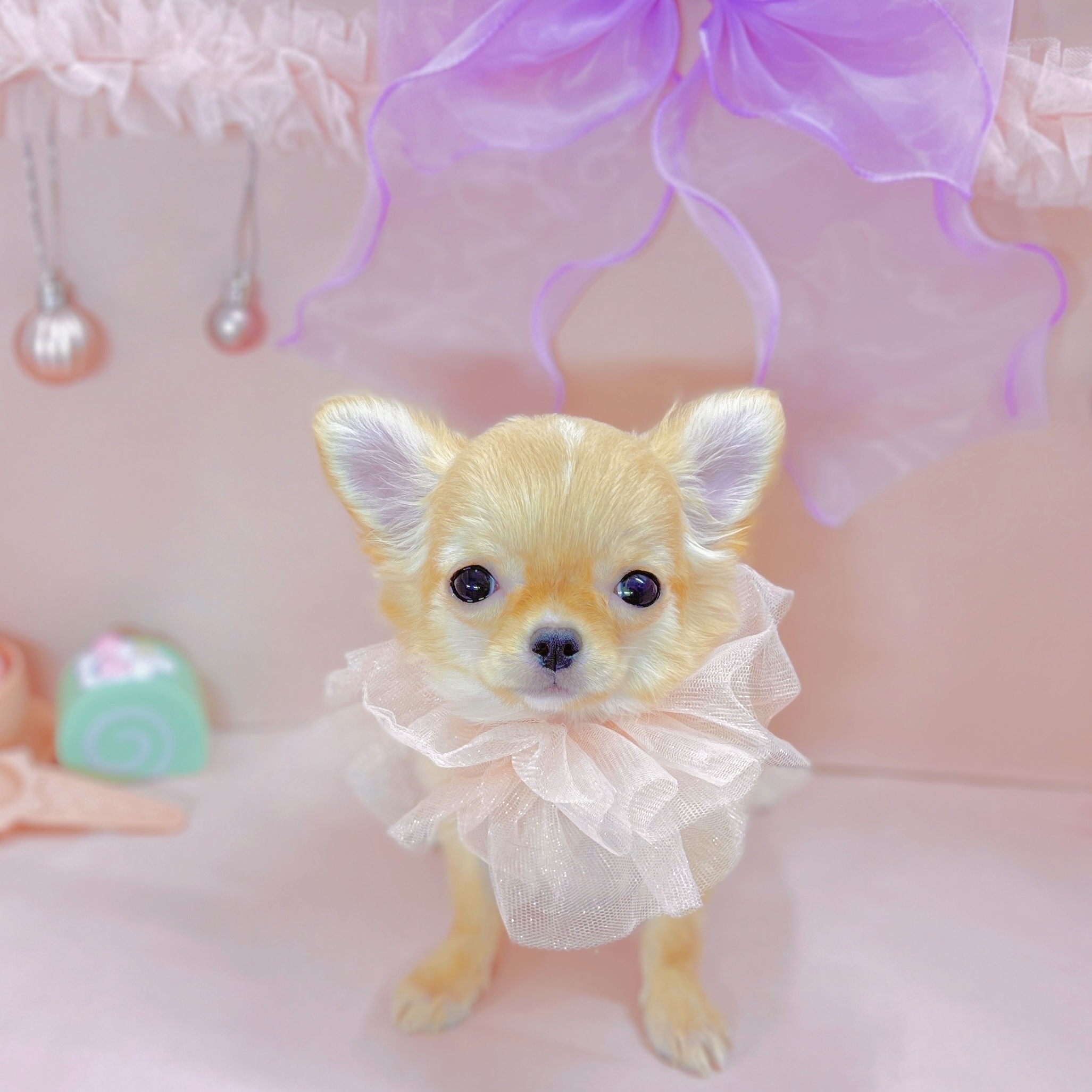 福井県のチワワ(ロング) (犬の家＆猫の里アミーゴ福井大和田店/2025年7月30日生まれ/女の子/クリームホワイト)の子犬の1枚目の画像