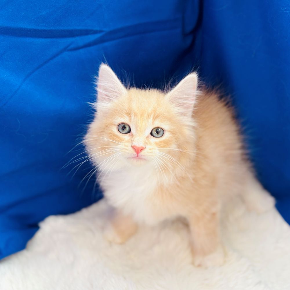 愛知県のノルウェージャンフォレストキャット (犬の家＆猫の里愛知刈谷店/2025年8月6日生まれ/男の子/クリームタビーホワイト)の子猫