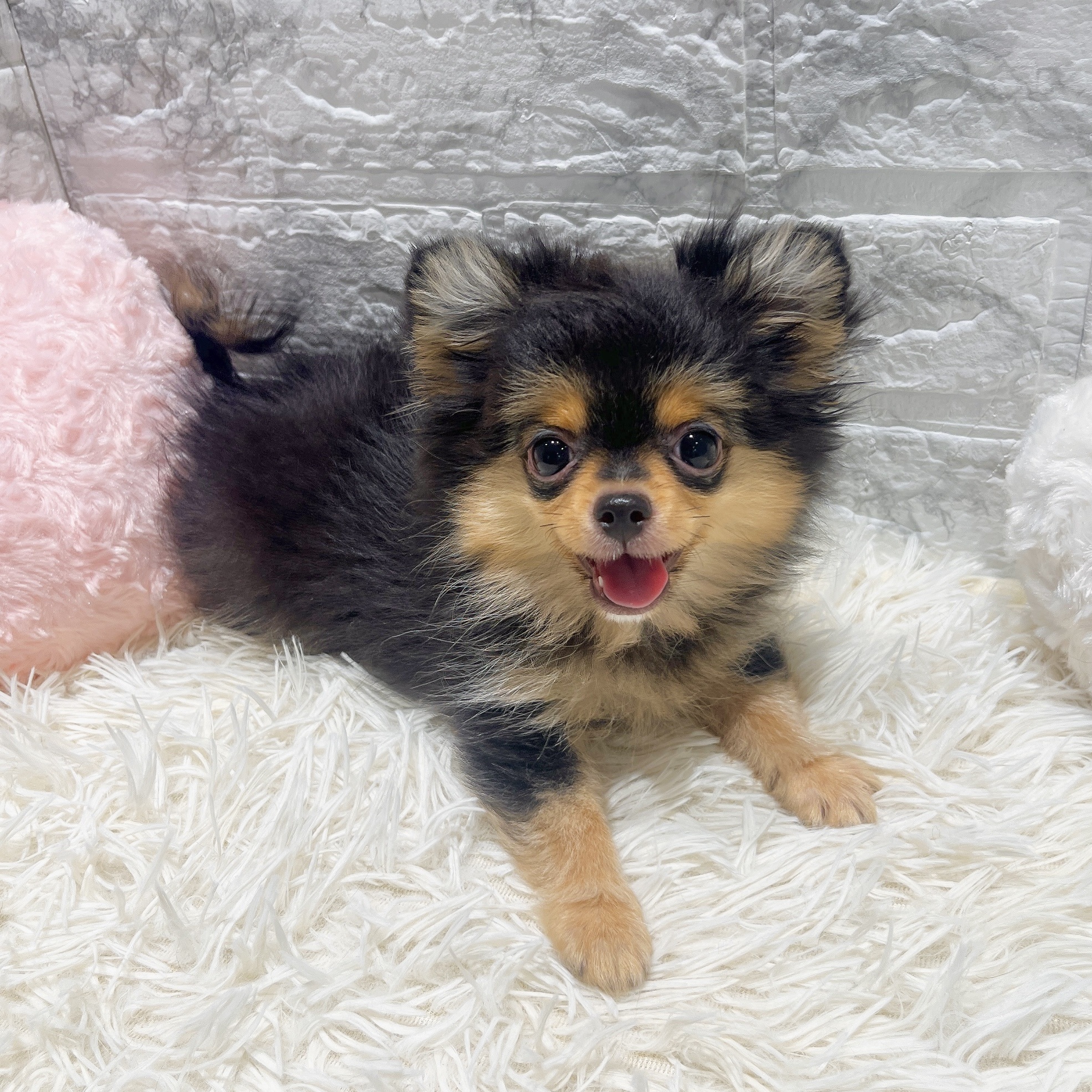 2025年7月16日生まれのポメチワ/チワポメ/ポメチー(ポメラニアン×チワワ)の7枚目の写真