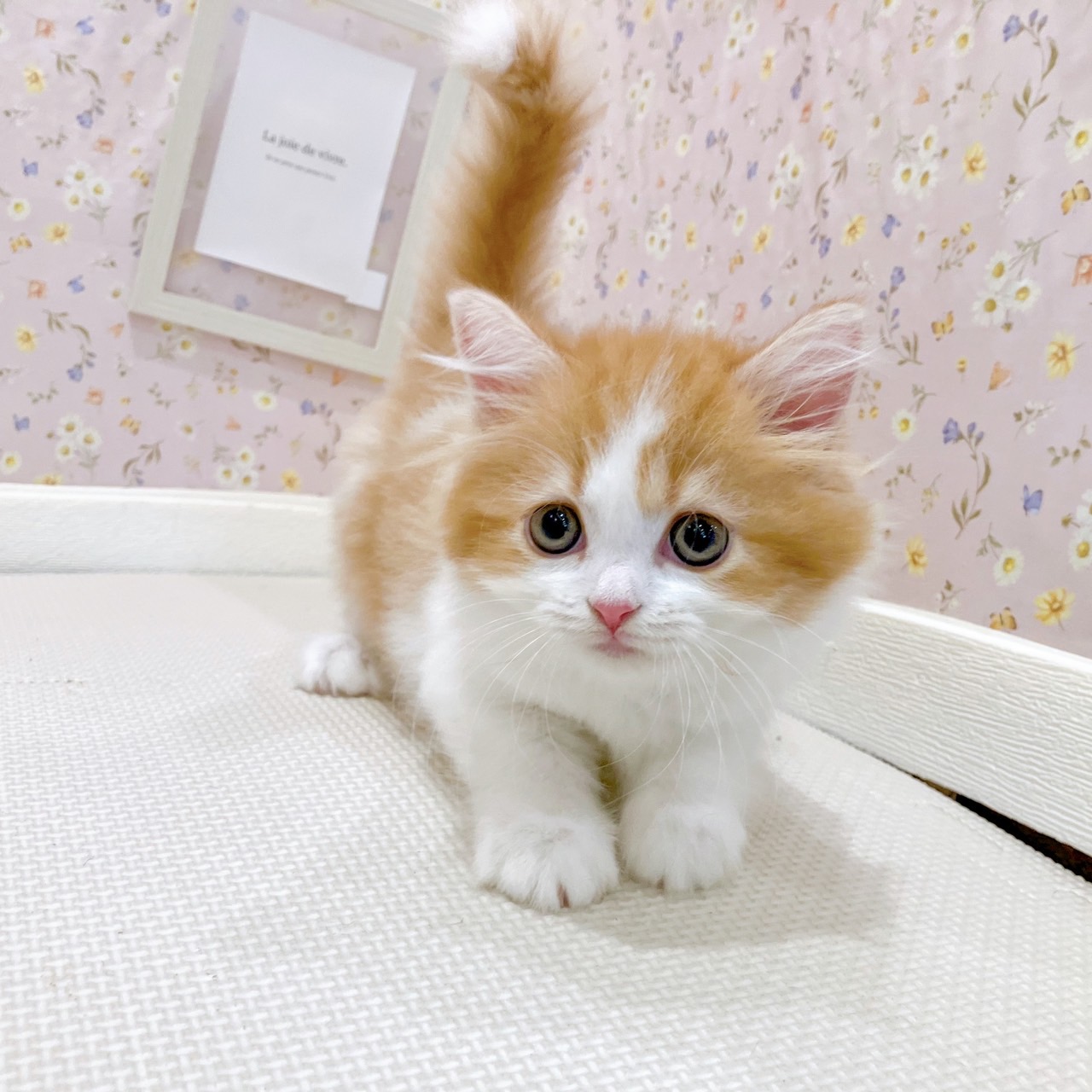 石川県のスコティッシュストレート (犬の家＆猫の里金沢店/2025年8月10日生まれ/女の子/レッドタビーホワイト)の子猫の1枚目の画像