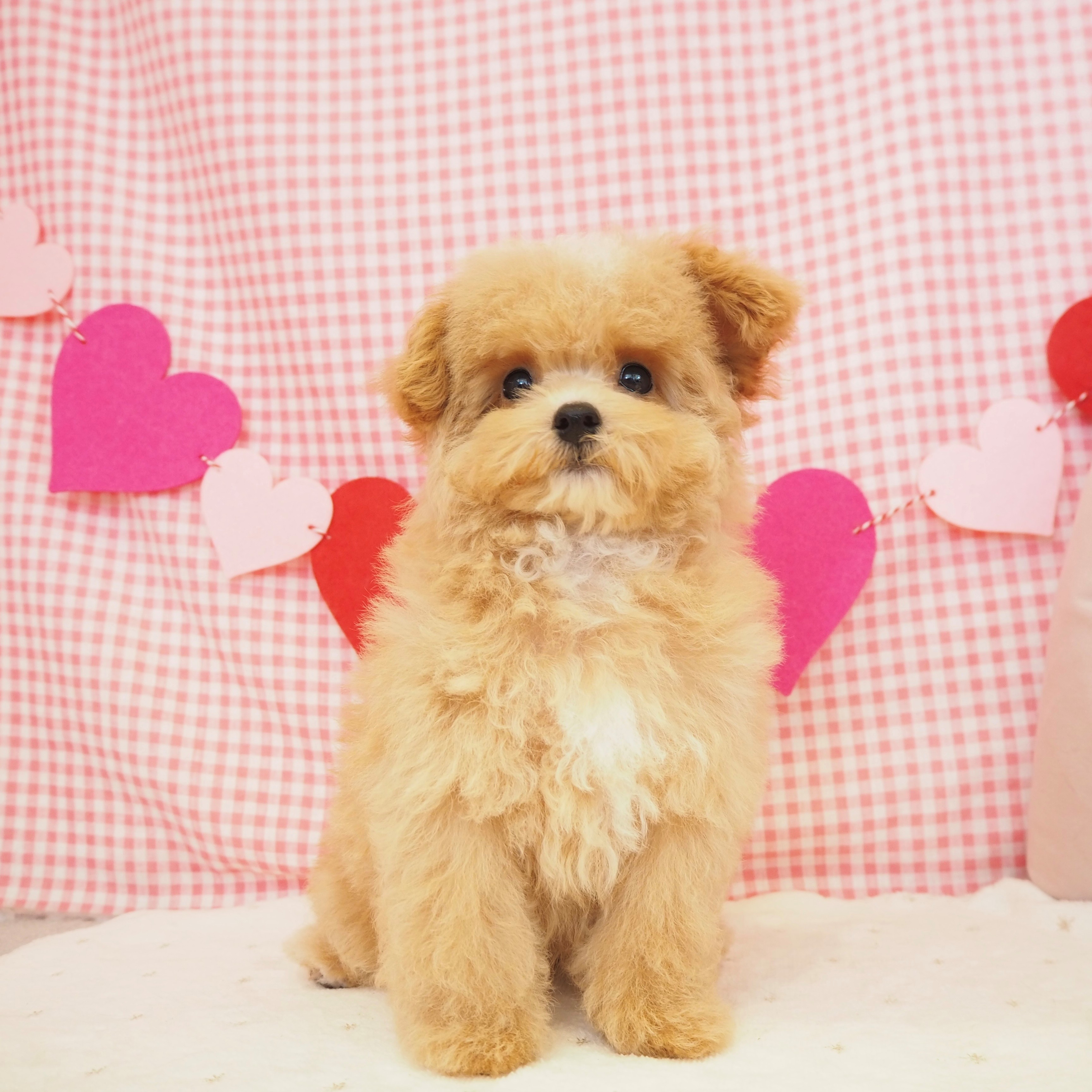 大阪府のマルプー(マルチーズ×プードル) (犬の家＆猫の里もりのみやキューズモールBASE店/2025年8月6日生まれ/男の子/クリーム)の子犬の1枚目の画像