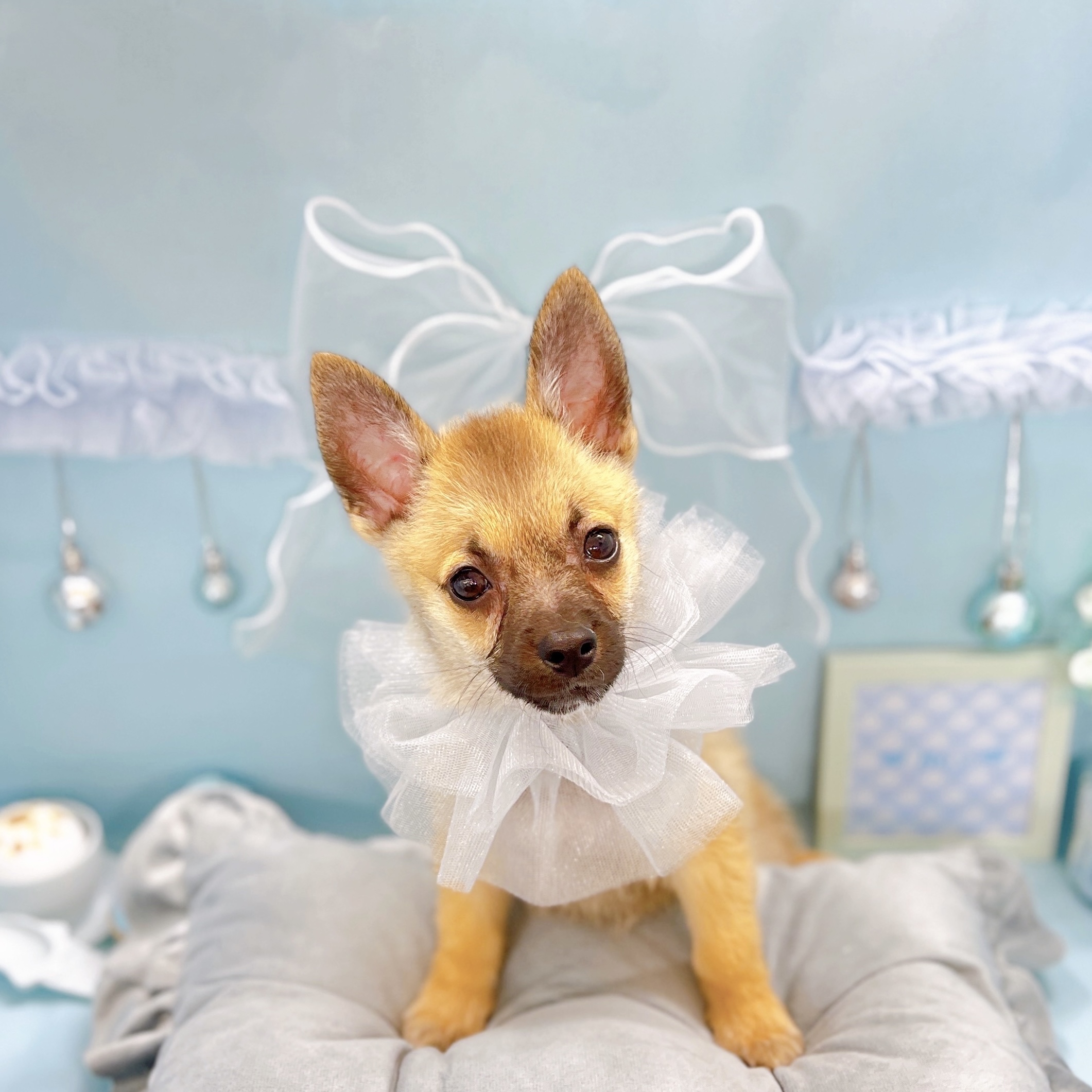 福井県のハーフ犬・ミックス犬 (犬の家＆猫の里アミーゴ福井大和田店/2025年8月8日生まれ/男の子/フォーン)の子犬の1枚目の画像