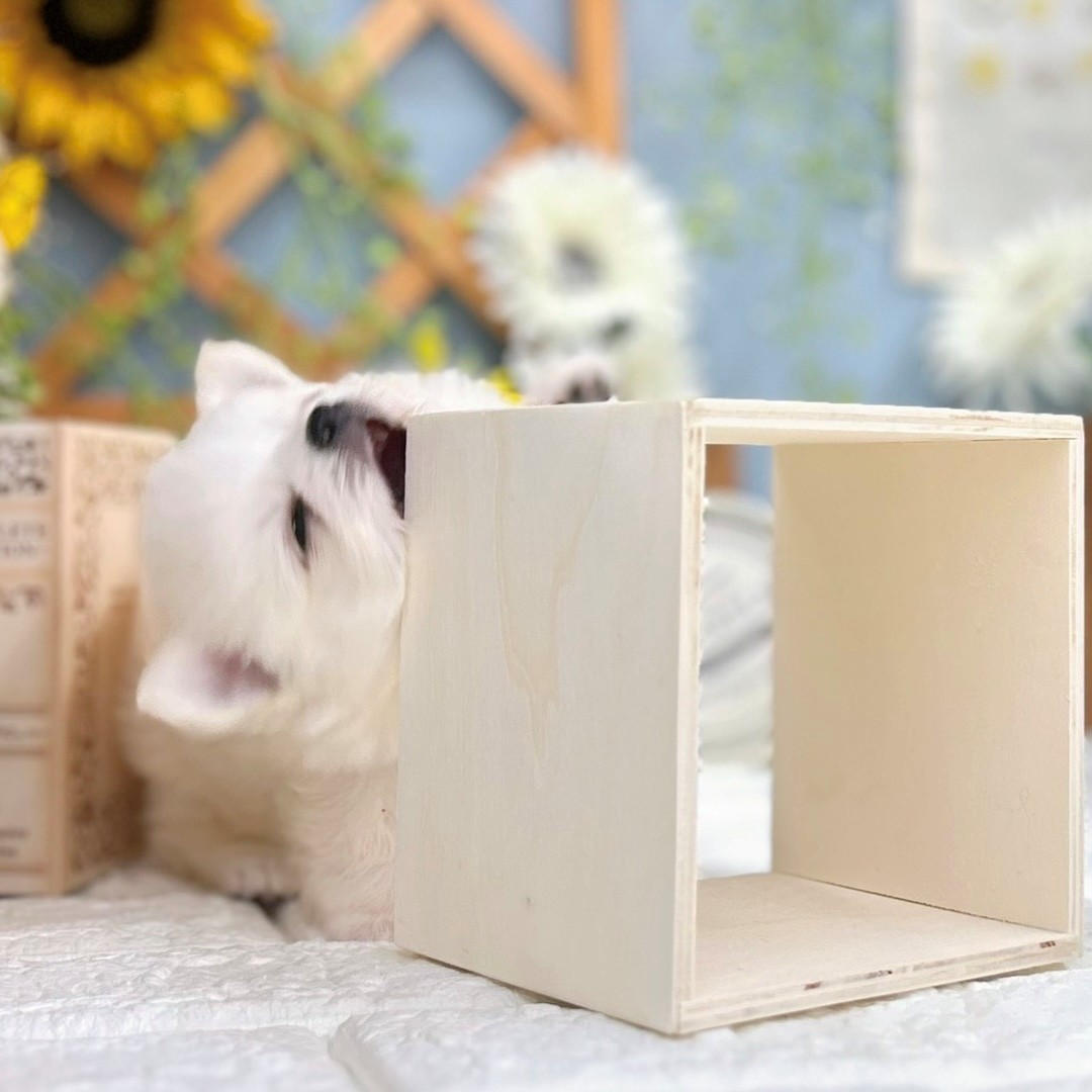 2025年8月12日生まれのポメチワ/チワポメ/ポメチー(ポメラニアン×チワワ)の7枚目の写真