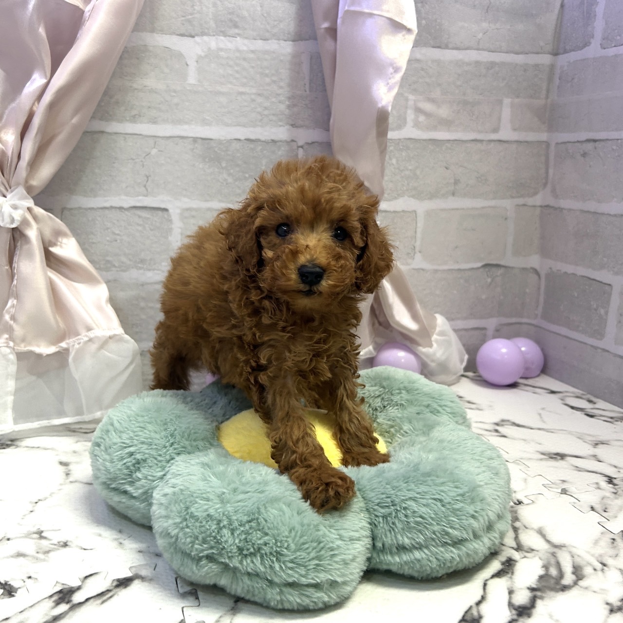 愛知県のトイプードル(トイ) (犬の家＆猫の里岡崎店/2025年8月11日生まれ/男の子/レッド)の子犬