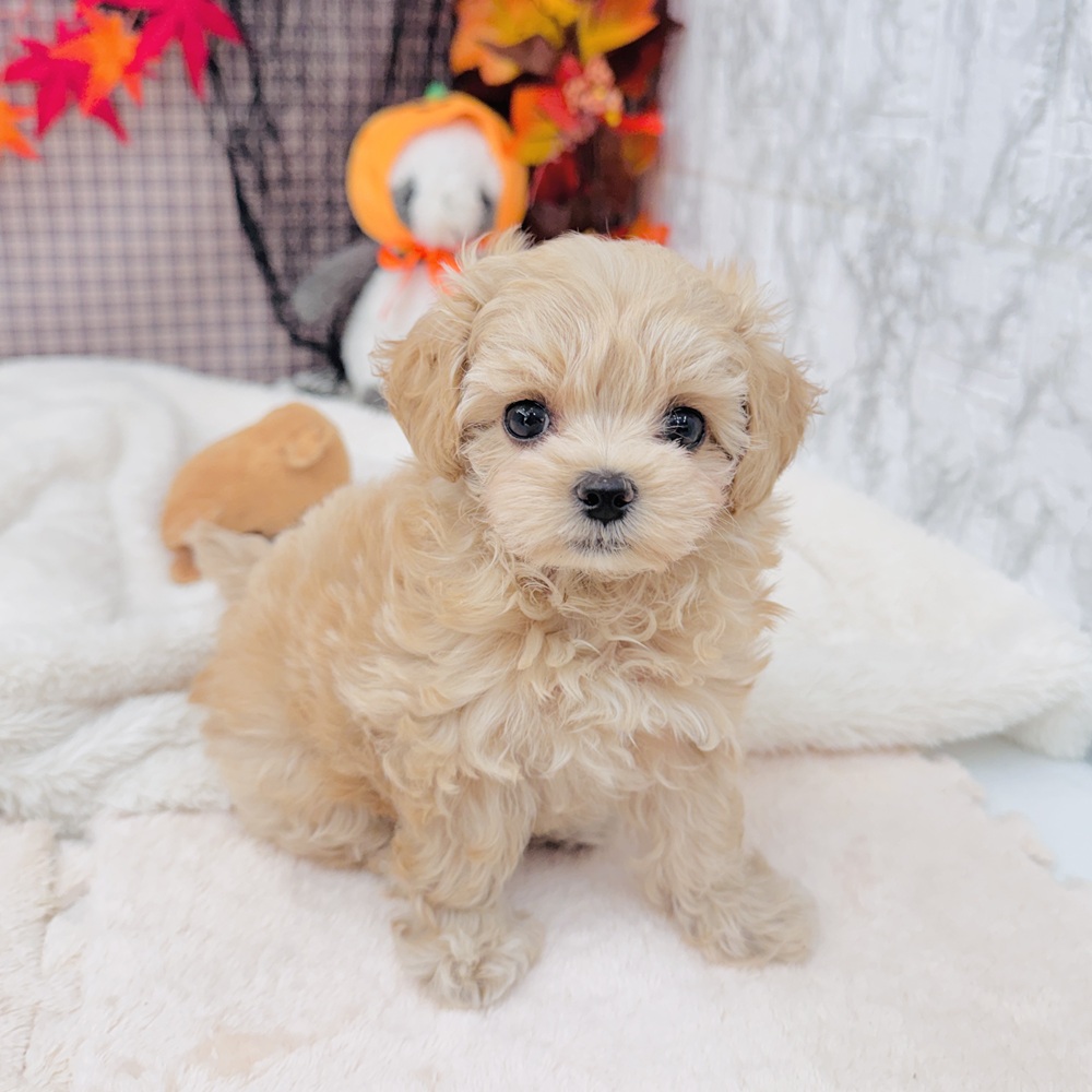 愛知県のマルプー(マルチーズ×プードル) (犬の家＆猫の里エアポートウォーク店/2025年8月11日生まれ/女の子/アプリコット)の子犬の1枚目の画像