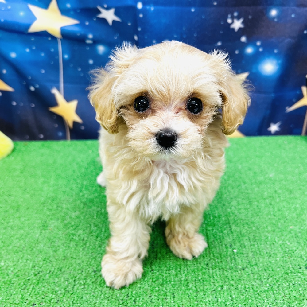 愛知県のマルプー(マルチーズ×プードル) (犬の家＆猫の里名古屋天白店/2025年8月12日生まれ/女の子/アプリコット)の子犬の1枚目の画像