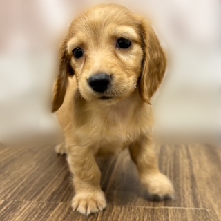 兵庫県のミニチュアダックスフンド(ロング) (犬の家＆猫の里カナート西神戸店/2025年8月14日生まれ/女の子/レッド)の子犬の1枚目の画像