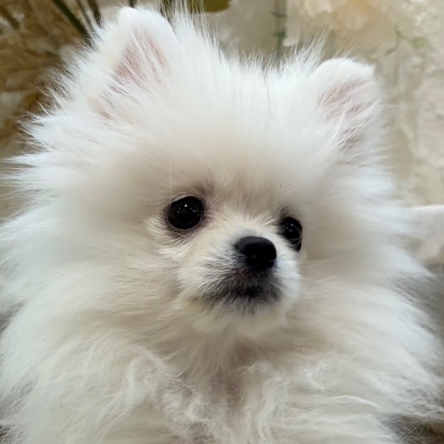 ポメラニアン男の子の写真