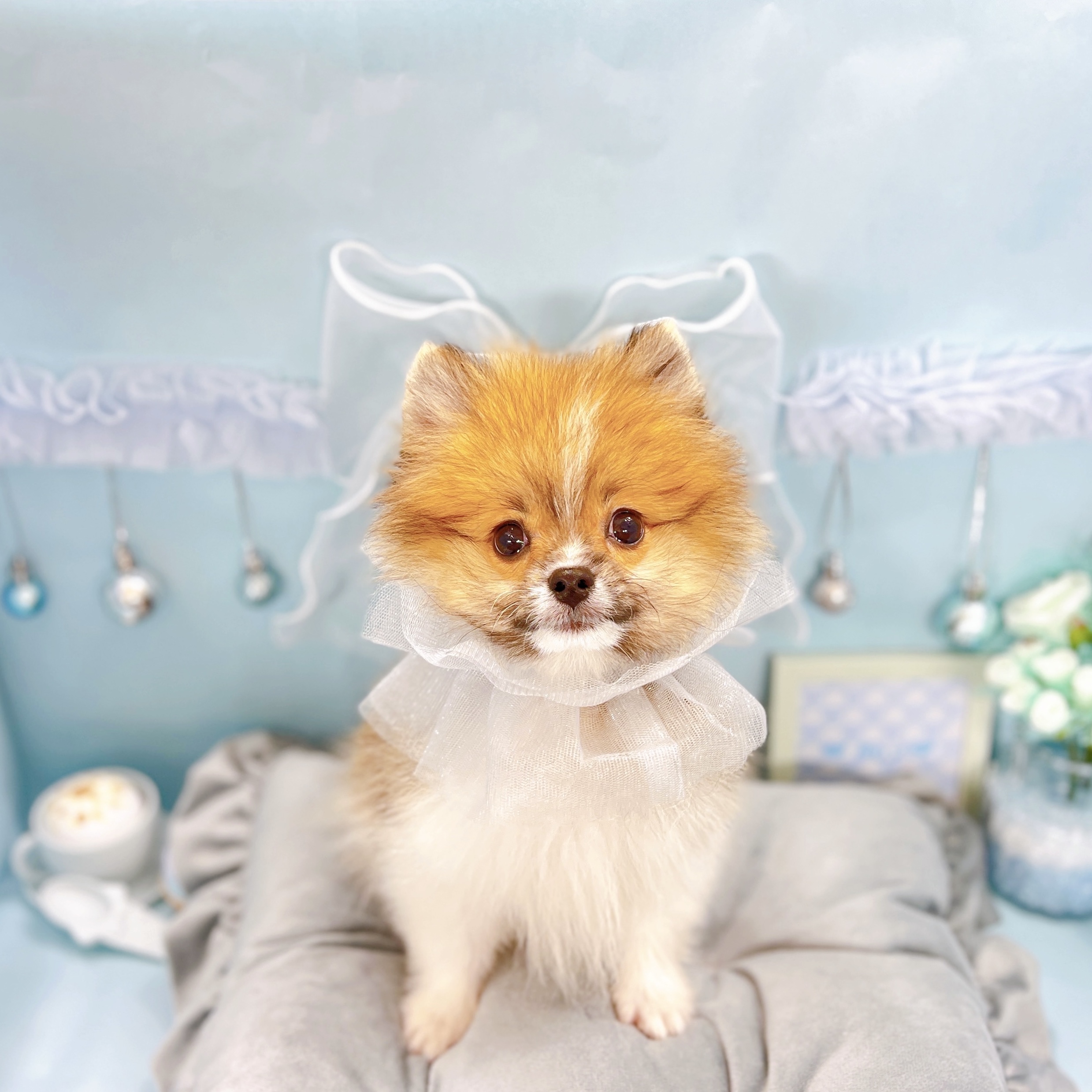 福井県のポメラニアン (犬の家＆猫の里アミーゴ福井大和田店/2025年8月11日生まれ/男の子/パーティーカラー)の子犬の1枚目の画像