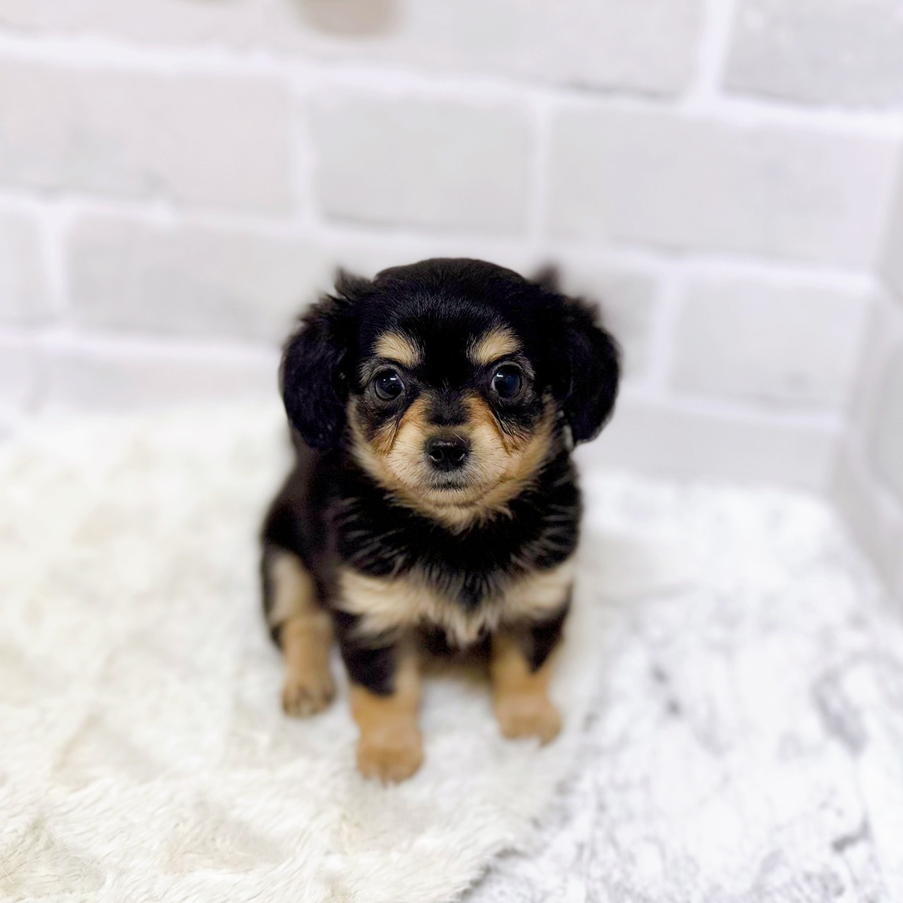 京都府のチワックス(チワワ×ダックス) (犬の家＆猫の里京都精華店/2025年8月17日生まれ/女の子/ブラックタン)の子犬の1枚目の画像