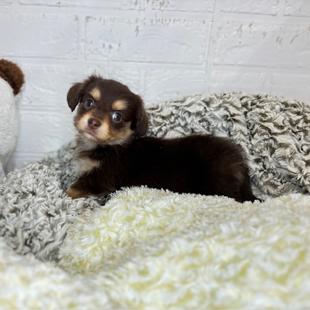 長野県のチワックス(チワワ×ダックス) (犬の家＆猫の里塩尻店/2025年8月18日生まれ/男の子/チョコレートタン)の子犬の1枚目の画像